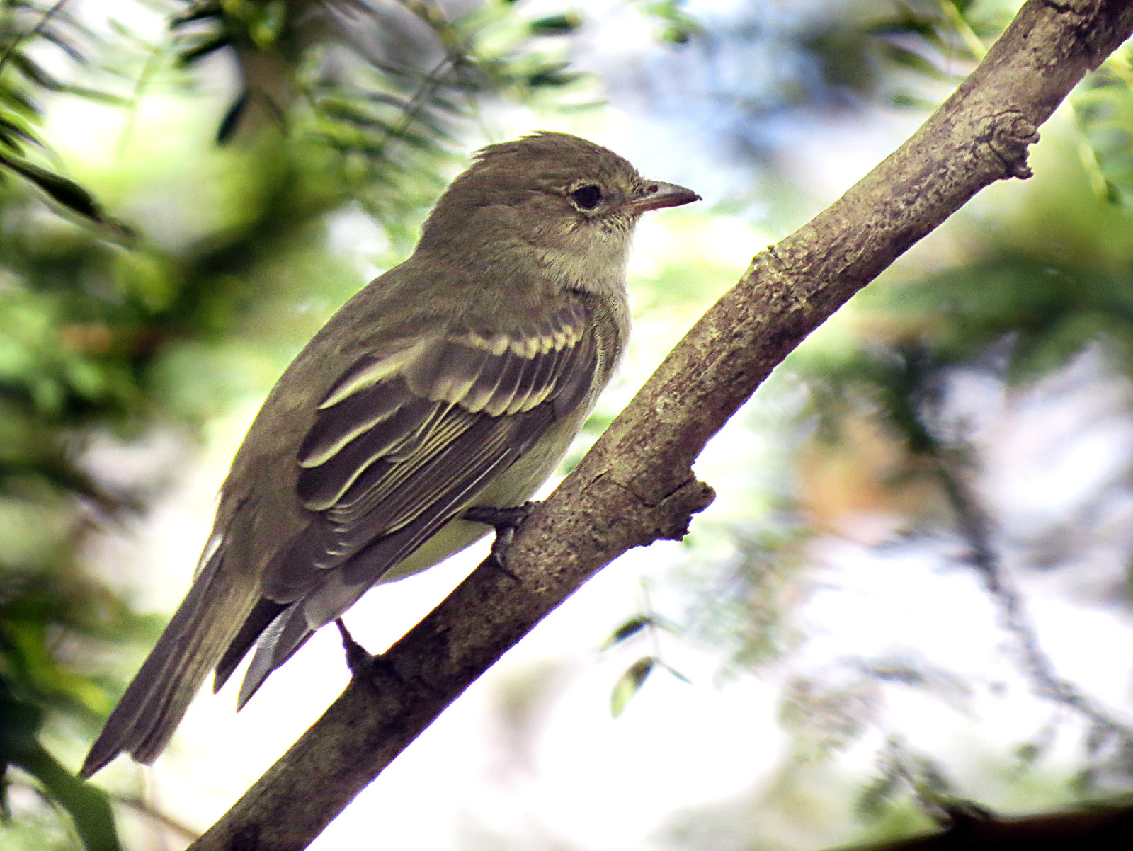 image Caribbean Elaenia